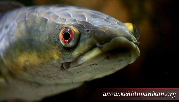 kehidupan ikan kepala ular
