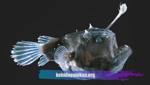 Ikan Laut Dalam Anglerfish