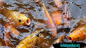 Tips Budidaya Ikan Mas Bagi Pemula