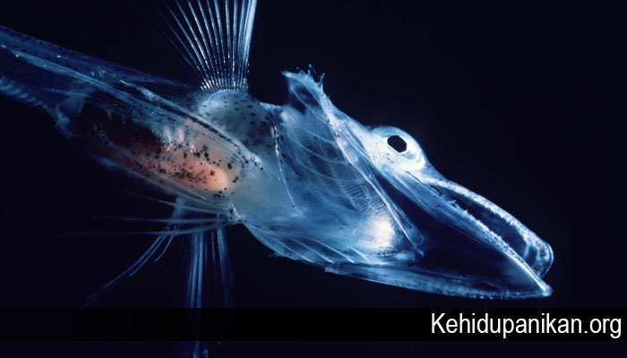 Fakta Menarik dari Plankton Yang Jarang Diketahui