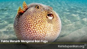 Fakta Menarik Mengenai Ikan Fugu