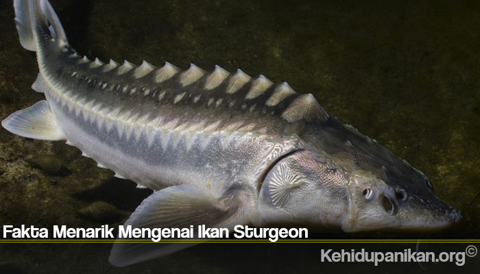Fakta Menarik Mengenai Ikan Sturgeon