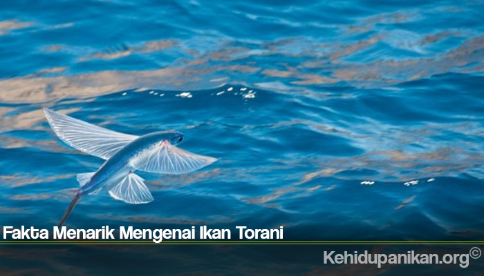 Fakta Menarik Mengenai Ikan Torani