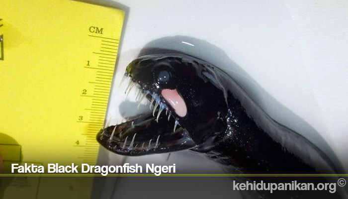 Fakta Black Dragonfish Ngeri
