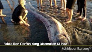 Fakta Ikan Oarfish Yang Ditemukan Di Indo