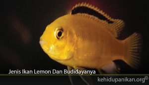 Jenis Ikan Lemon Dan Budidayanya