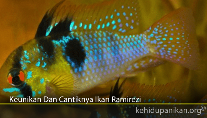 Keunikan Dan Cantiknya Ikan Ramirezi