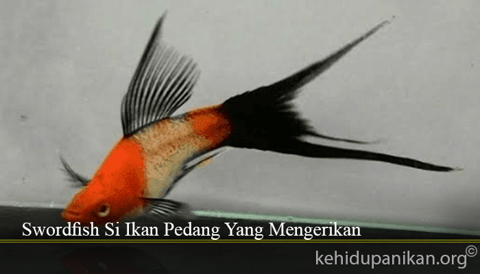 Swordfish Si Ikan Pedang Yang Mengerikan