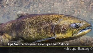 Tips-Membudidayakan-Kehidupan-Ikan-Salmon