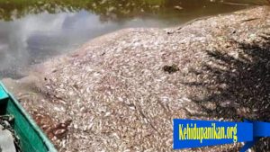 Ribuan Ikan Mati Di Aliran Sungai Seranau