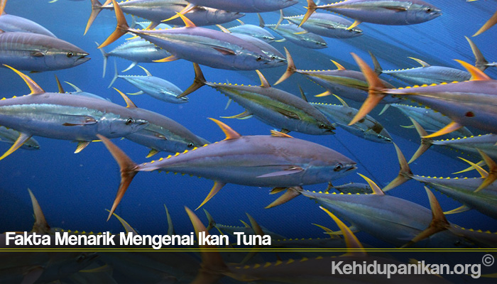 Fakta Menarik Mengenai Ikan Tuna