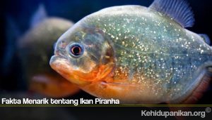 Fakta Menarik tentang Ikan Piranha