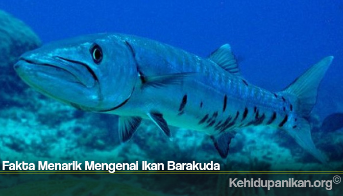 Fakta Menarik Mengenai Ikan Barakuda