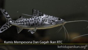 Kumis Mempesona Dan Gagah Ikan RTC
