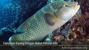 Fakta Ikan Karang Dengan Bobot Ratusan Kilo